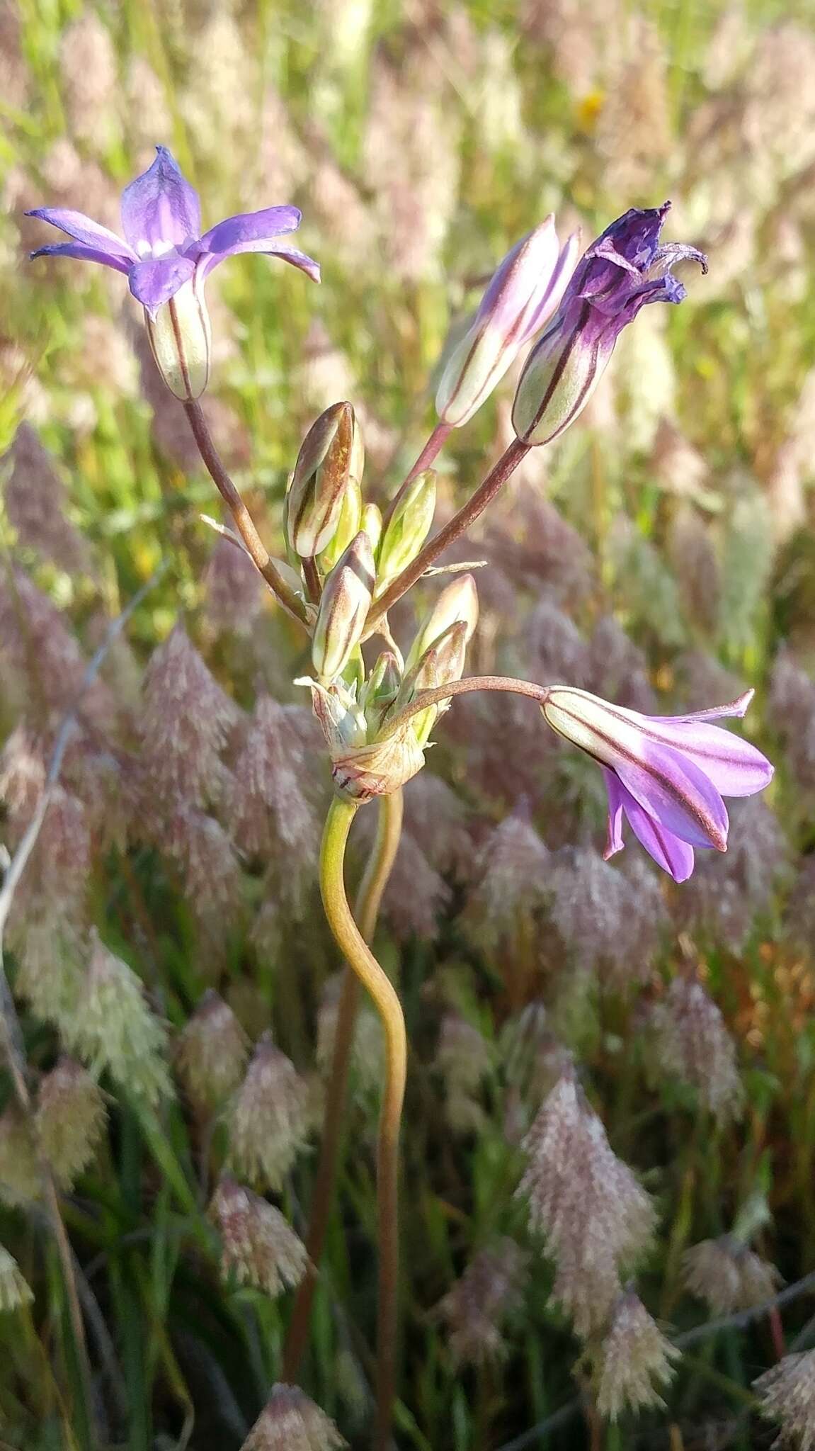 Image of San Clemente Island brodiaea