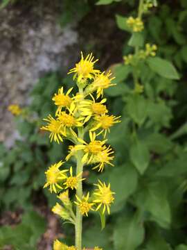 Image of stout goldenrod