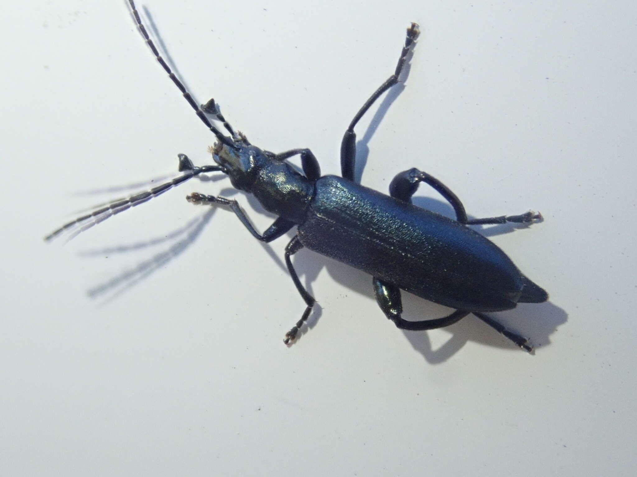Image of Selenopalpus White 1846