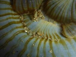 Image of giant green anemone