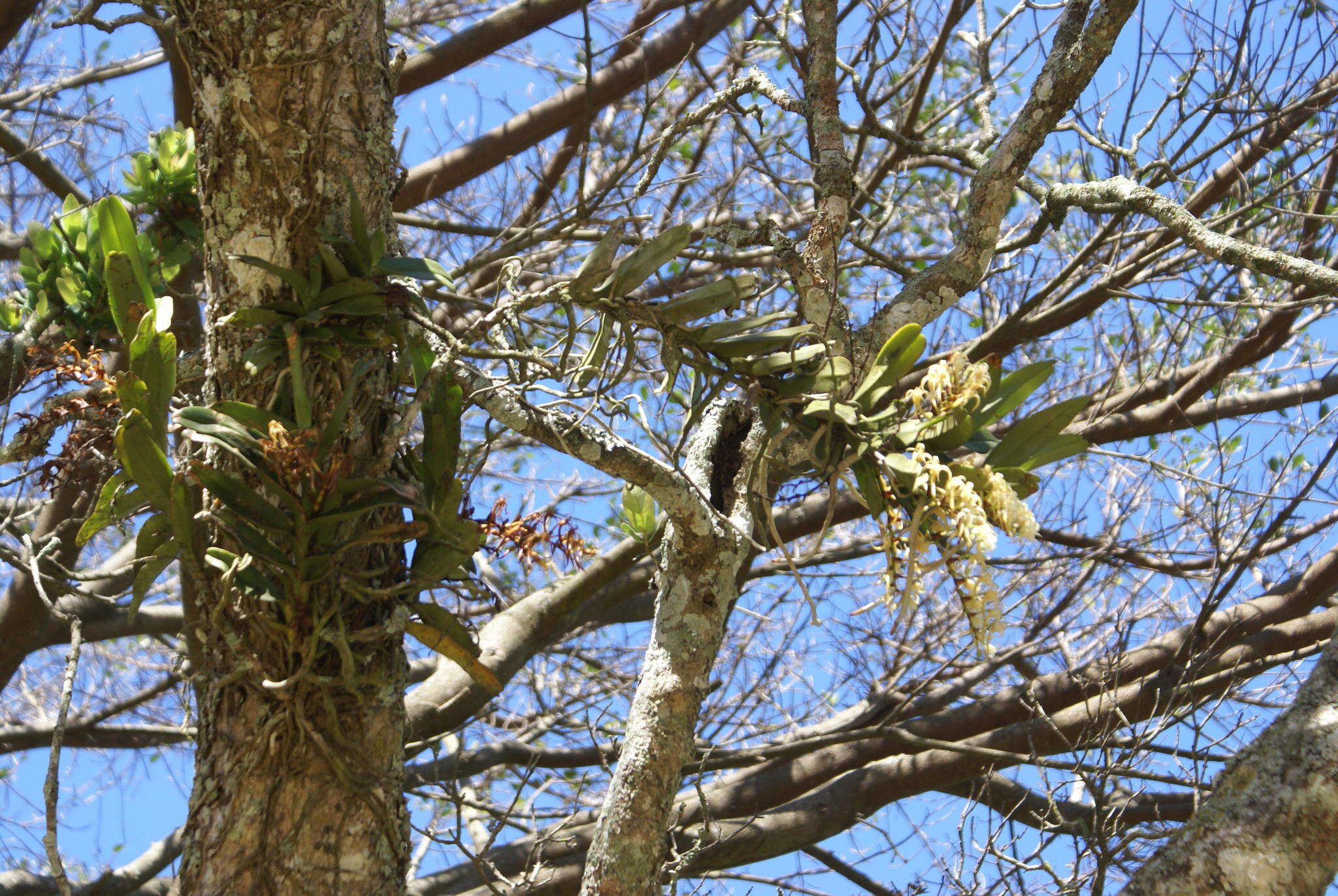 Image of Cyrtorchis arcuata (Lindl.) Schltr.