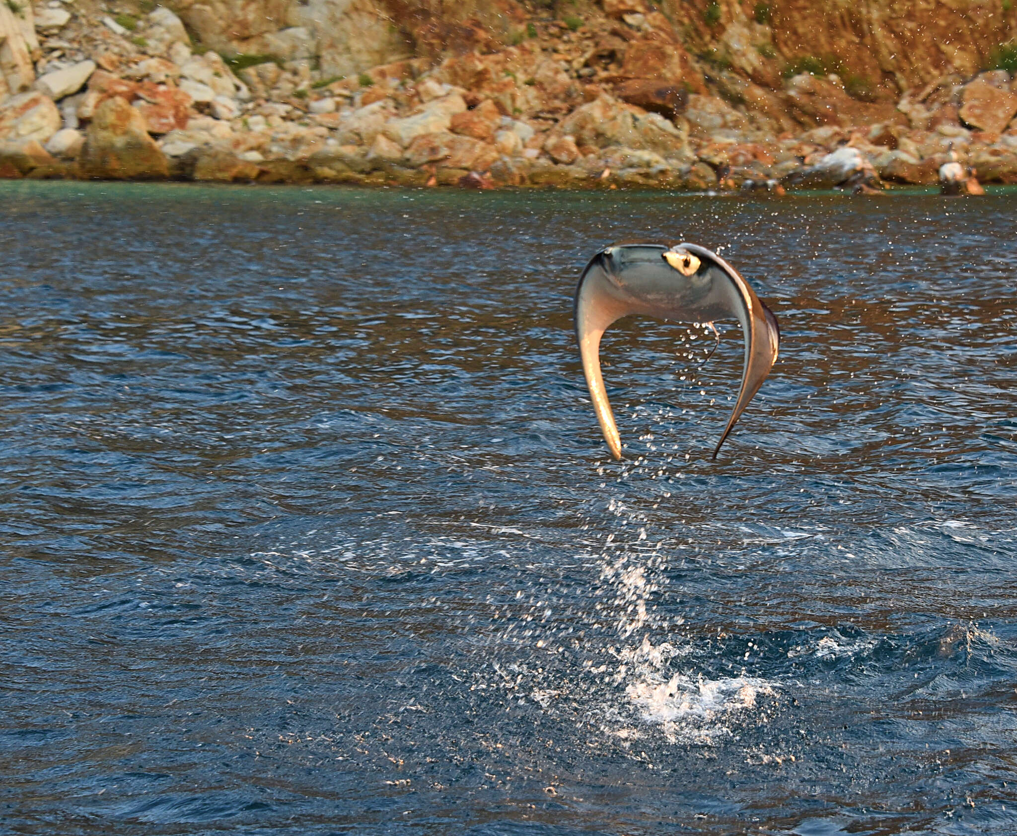 Image of Munk&#39;s devil ray