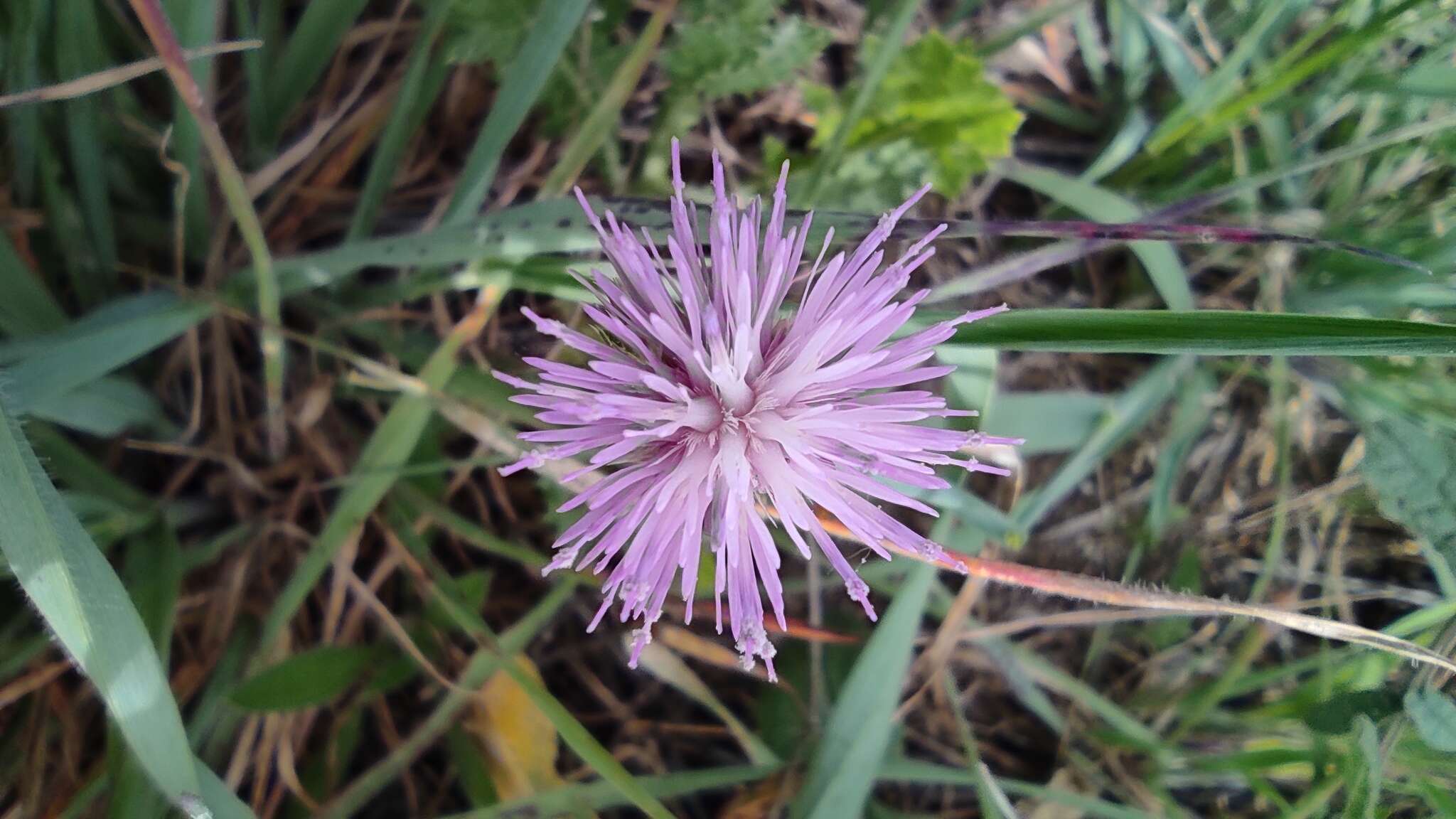 Image of Carduus bourgaei Kazmi