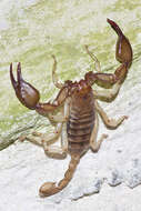 Image of Euscorpius candiota Birula 1903