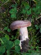 Image of Lactarius flexuosus (Pers.) Gray 1821