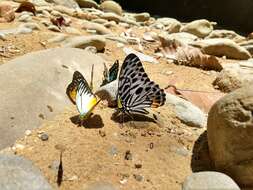 Image of Graphium delesserti (Guérin-Méneville 1839)