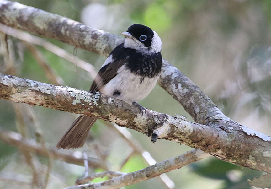 Image of Pied Monarch