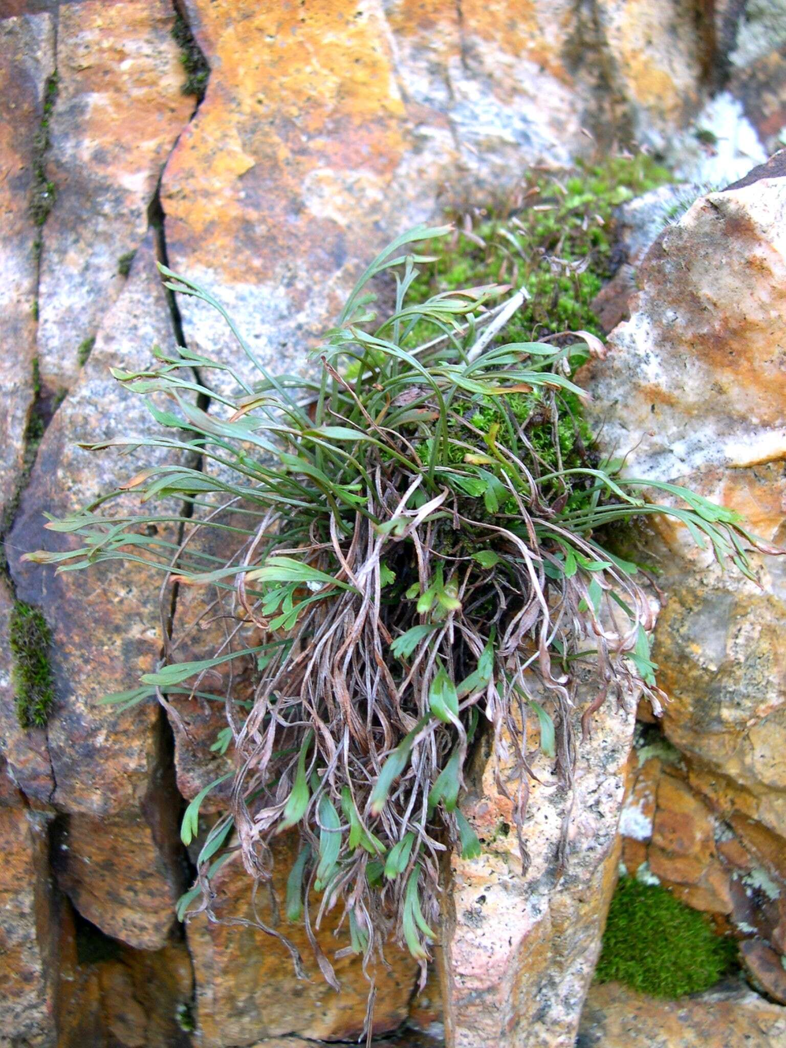 Sivun Asplenium septentrionale subsp. septentrionale kuva