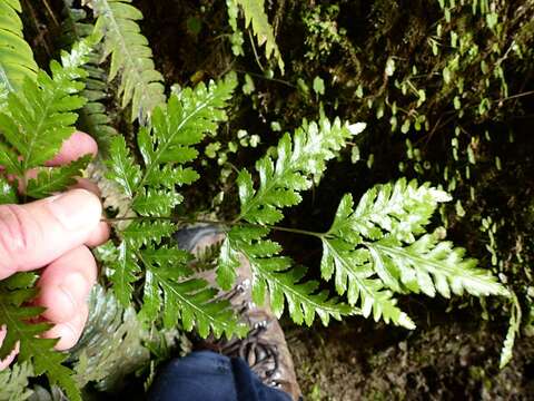 Image of Pteris macilenta A. Rich.