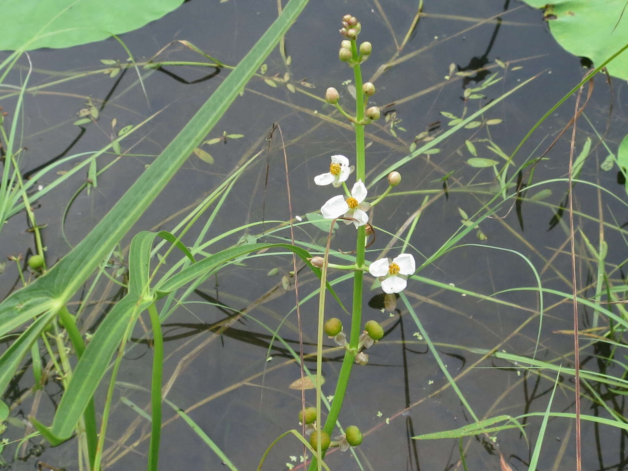 Imagem de Sagittaria trifolia L.