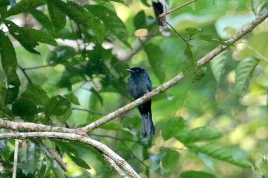 صورة Dicrurus sumatranus Wardlaw-Ramsay & RG 1880