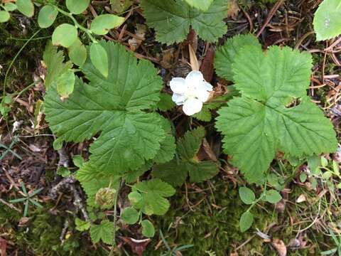 Sivun Rubus lasiococcus A. Gray kuva