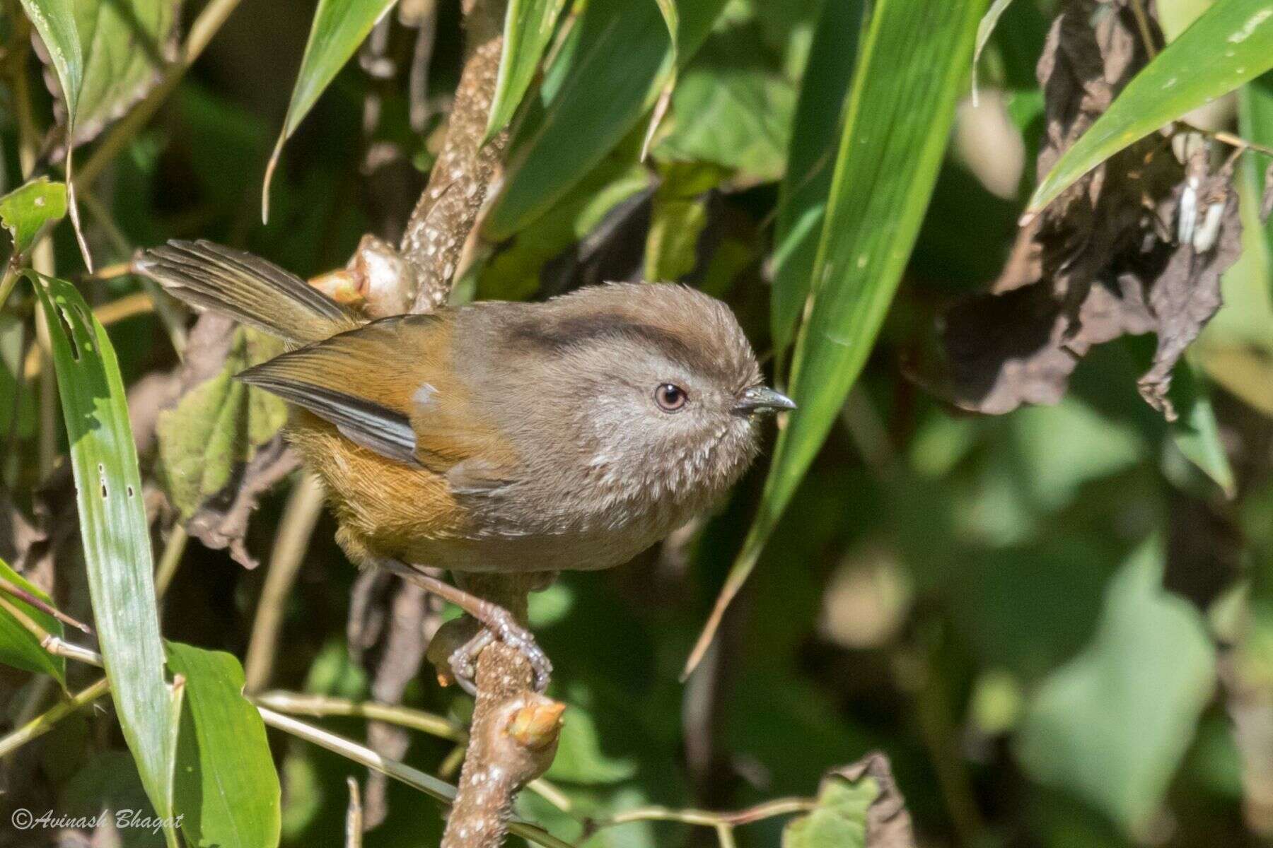 Imagem de Fulvetta manipurensis (Ogilvie-Grant 1906)