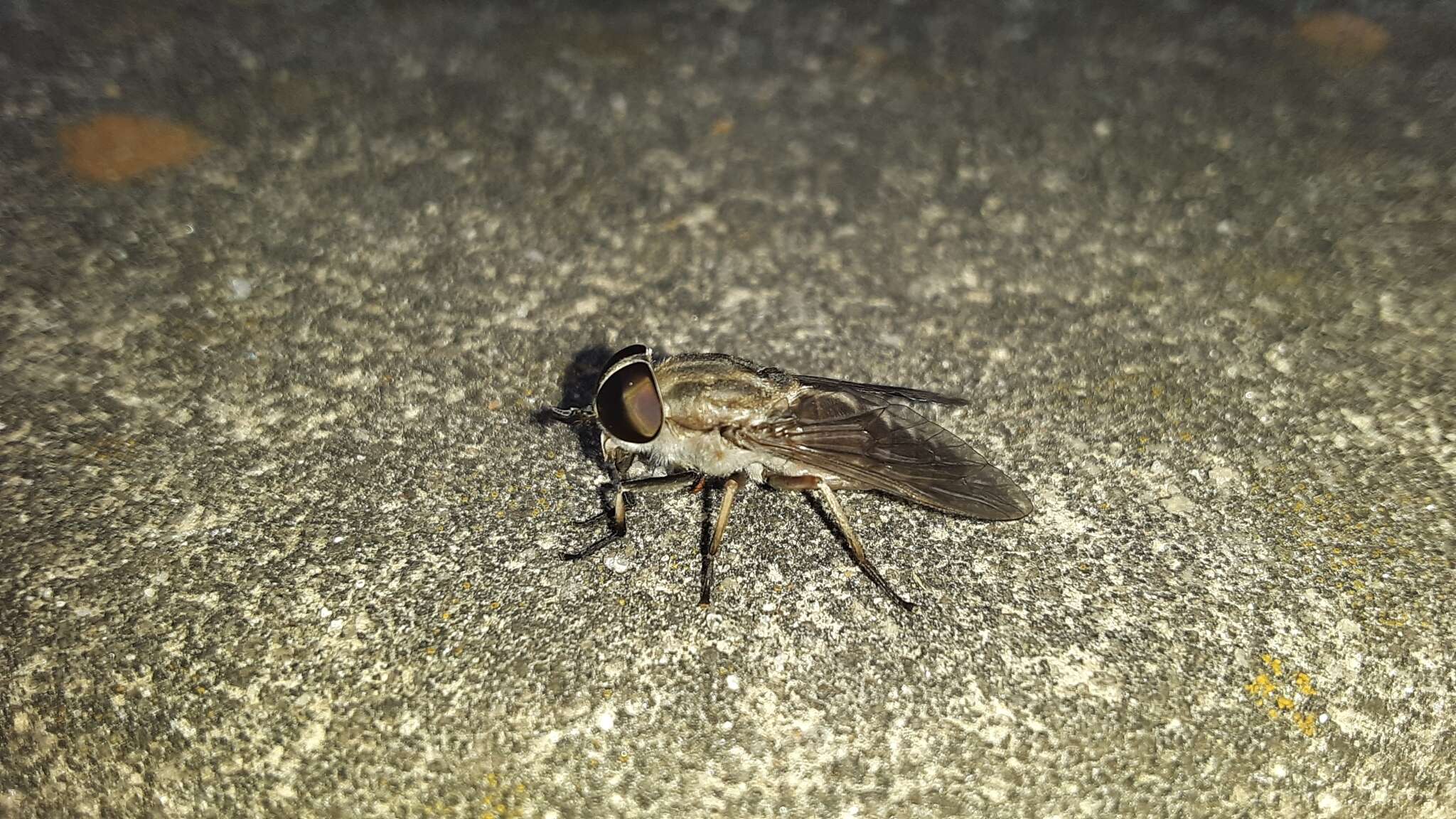 صورة Tabanus petiolatus Hine 1917