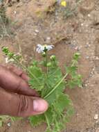 Image of Amauria brandegeeana (Rose) Rydb.