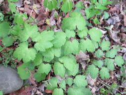 Image of Appalachian bugbane