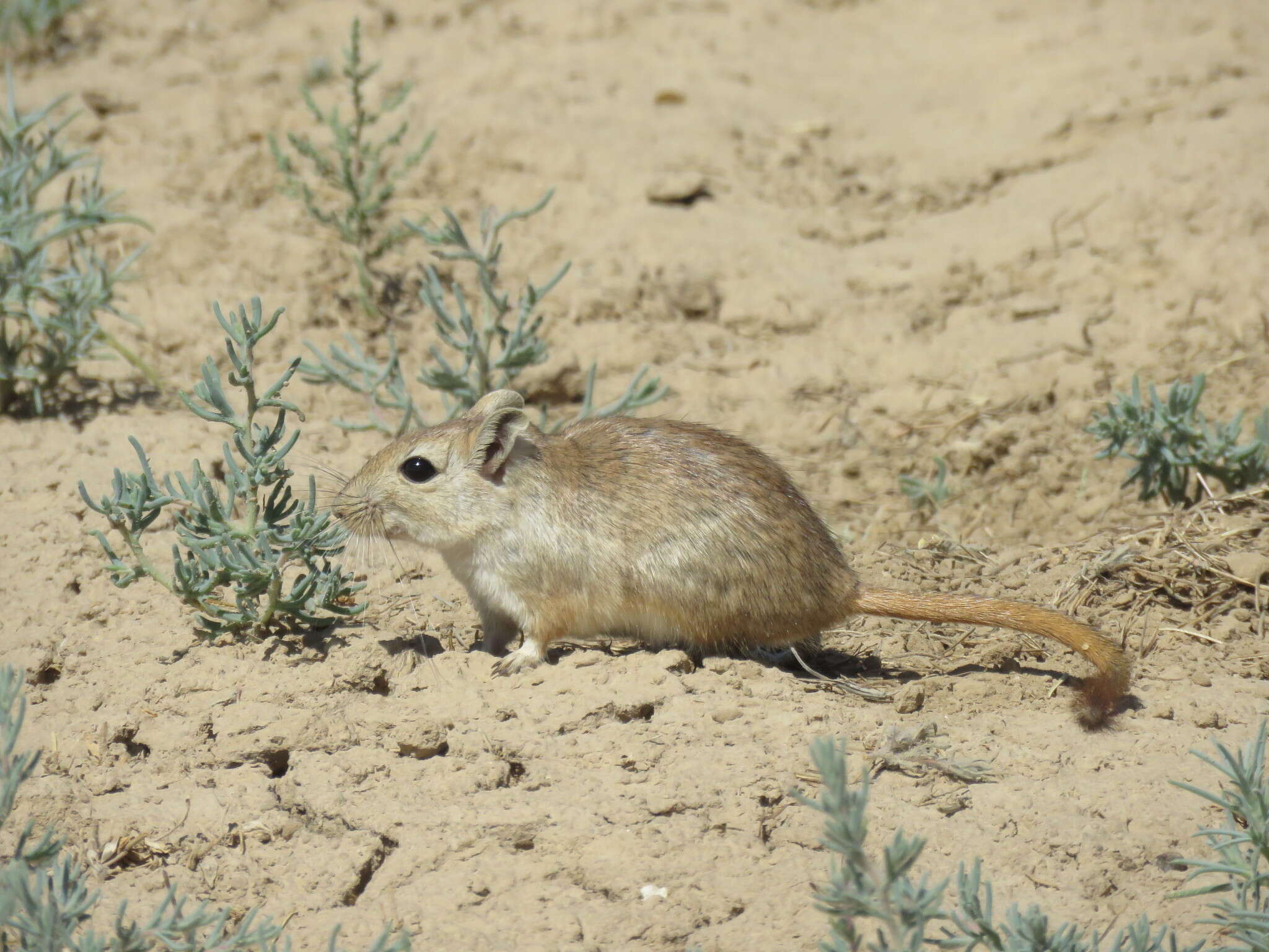 Image of Libyan jird