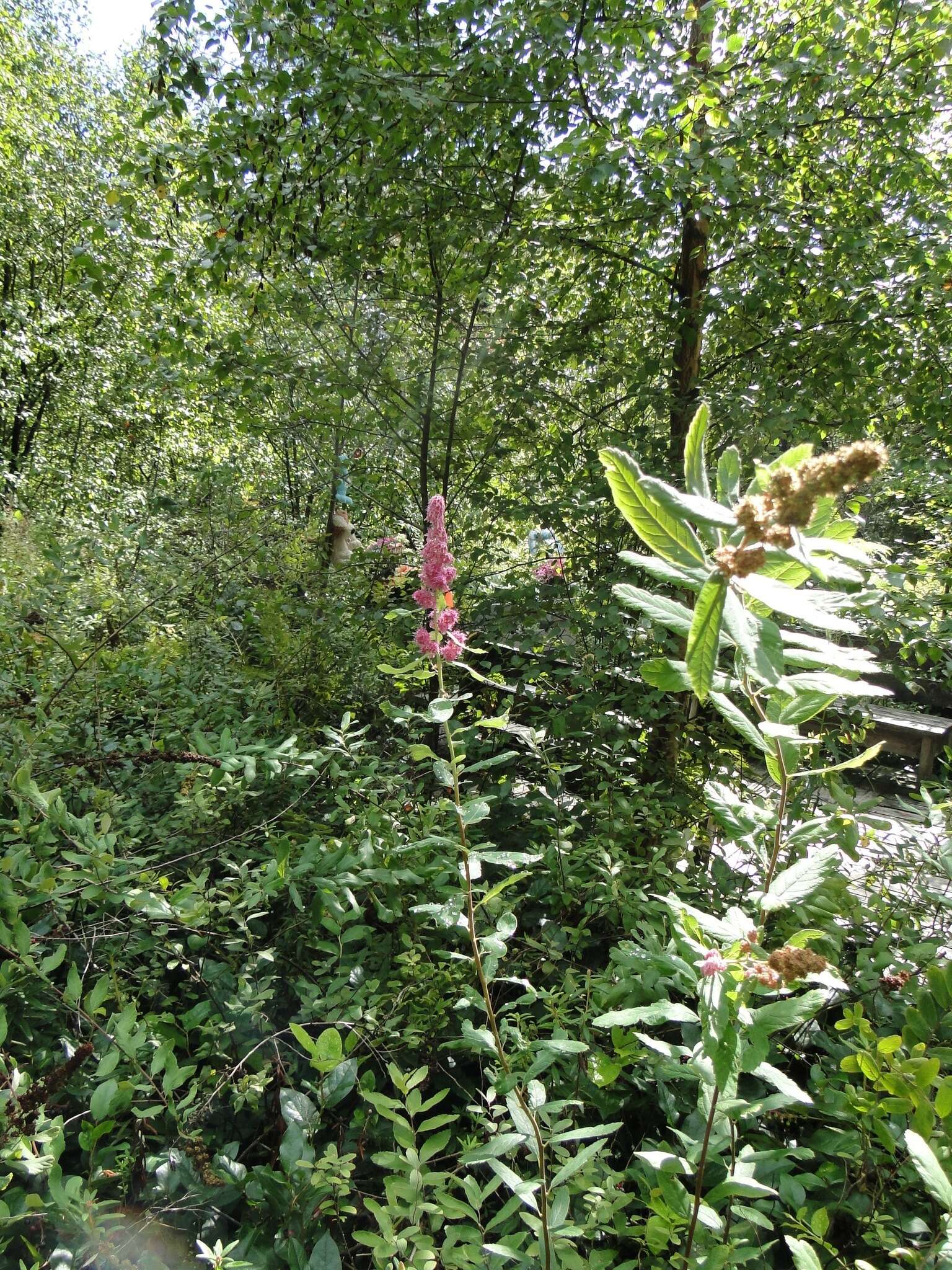 Image of rose spirea