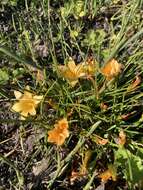 Image of Romulea triflora (Burm. fil.) N. E. Br.