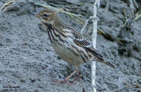 Image of Red-throated Pipit