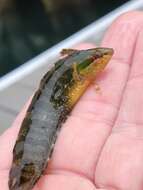 Image of Striped Kelpfish