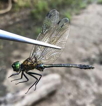 Image of Downy Emerald