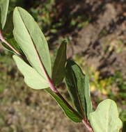 Image of Rhoicissus tridentata subsp. tridentata