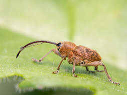 Image of Acorn weevil