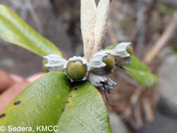 Image of Vitex betsiliensis Humbert