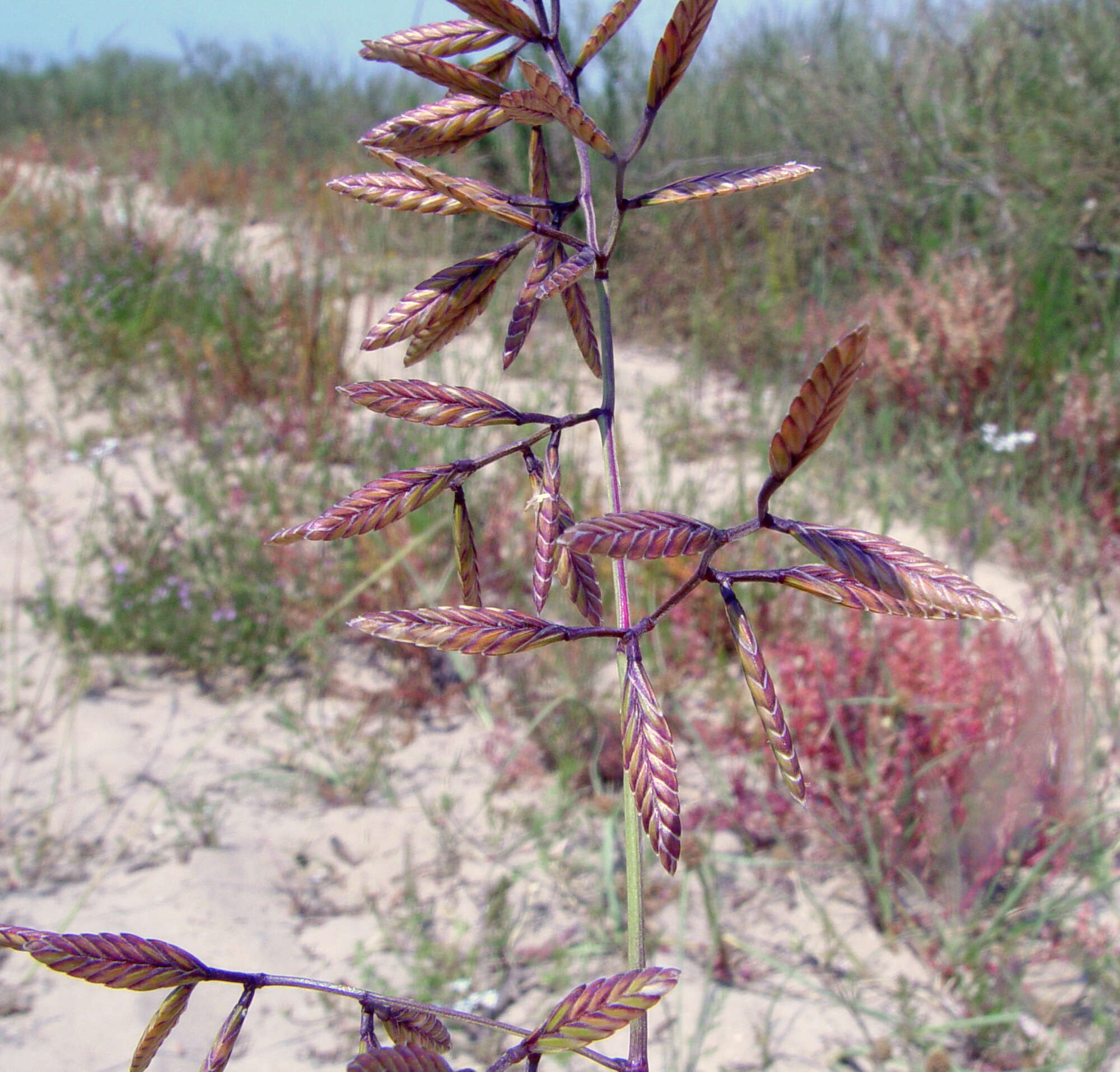 Image of Desmazeria philistaea (Boiss.) H. Scholz