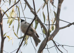 Image of Black-headed Honeyeater