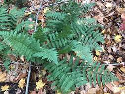 Image de Dryopteris triploidea Wherry