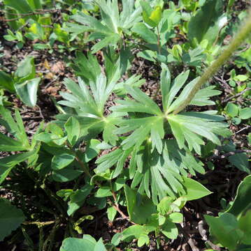 Image of Anemonastrum biarmiense (Juz.) J. Holub