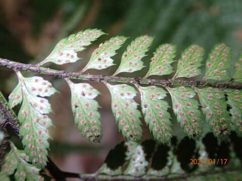 Image of East Indian hollyfern