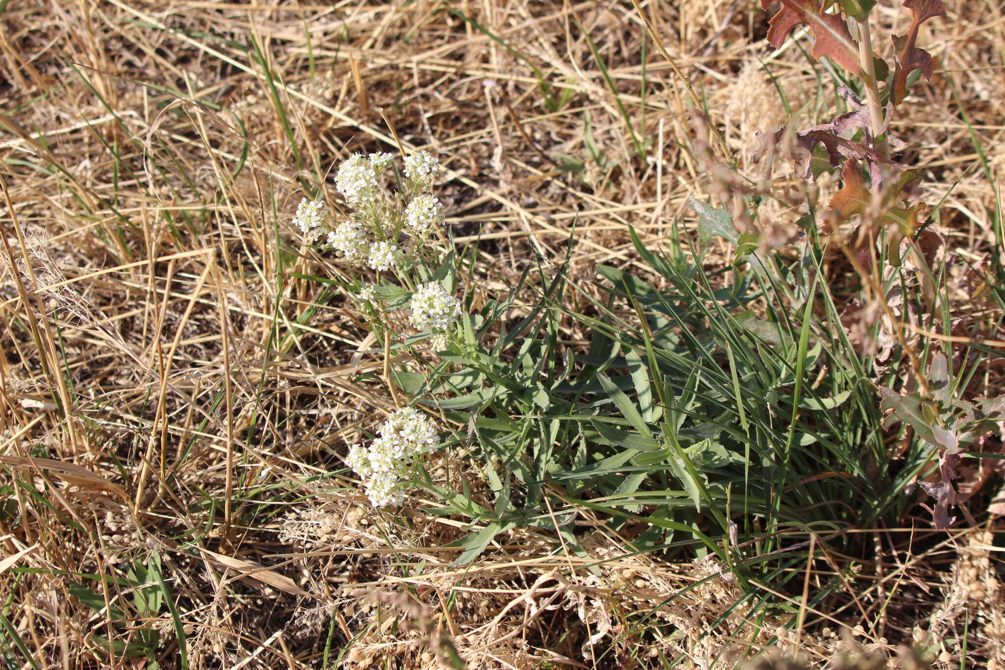 Image of Globe-Pod Pepperwort