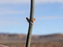 Image de Ephedra torreyana S. Watson