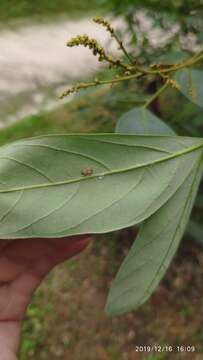 Image of Guioa pleuropteris (Bl.) Radlk.