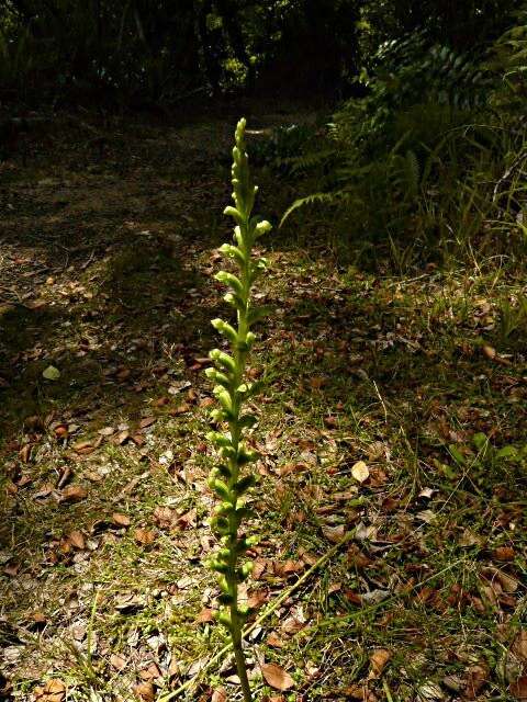 Image of Common onion orchid