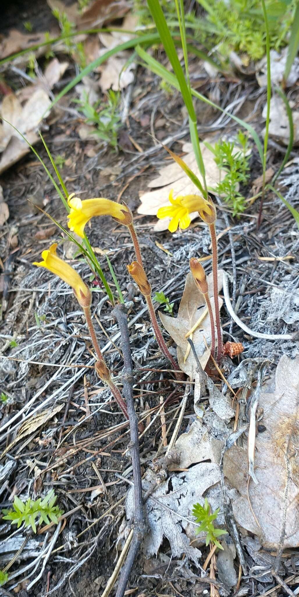 Image of Galium broomrape