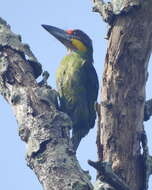 Image of Gold-whiskered Barbet