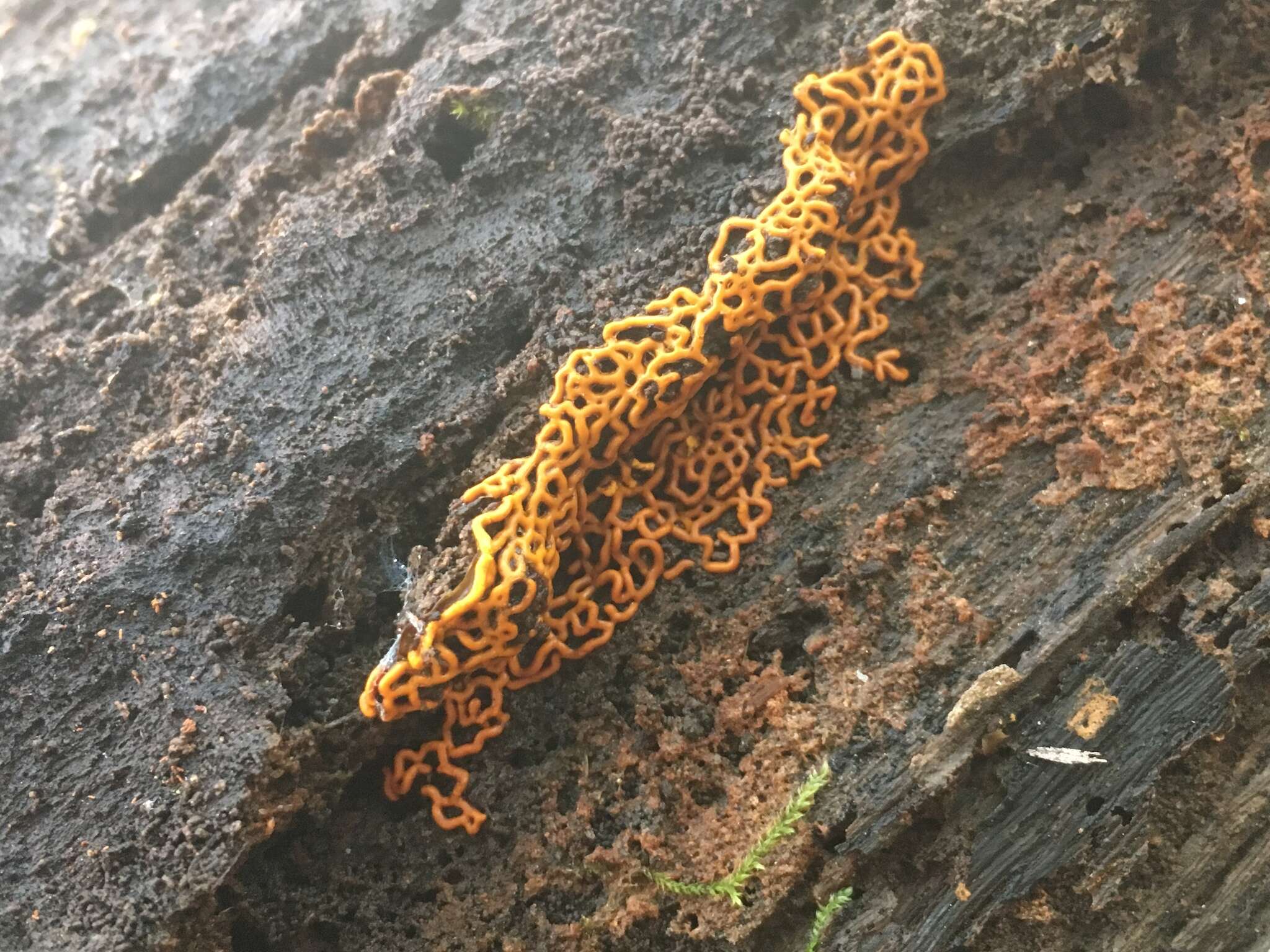 Image of Pretzel slime mold