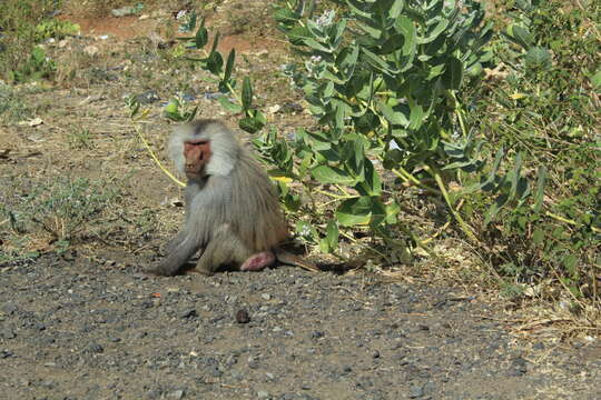 Image of hamadryas baboon