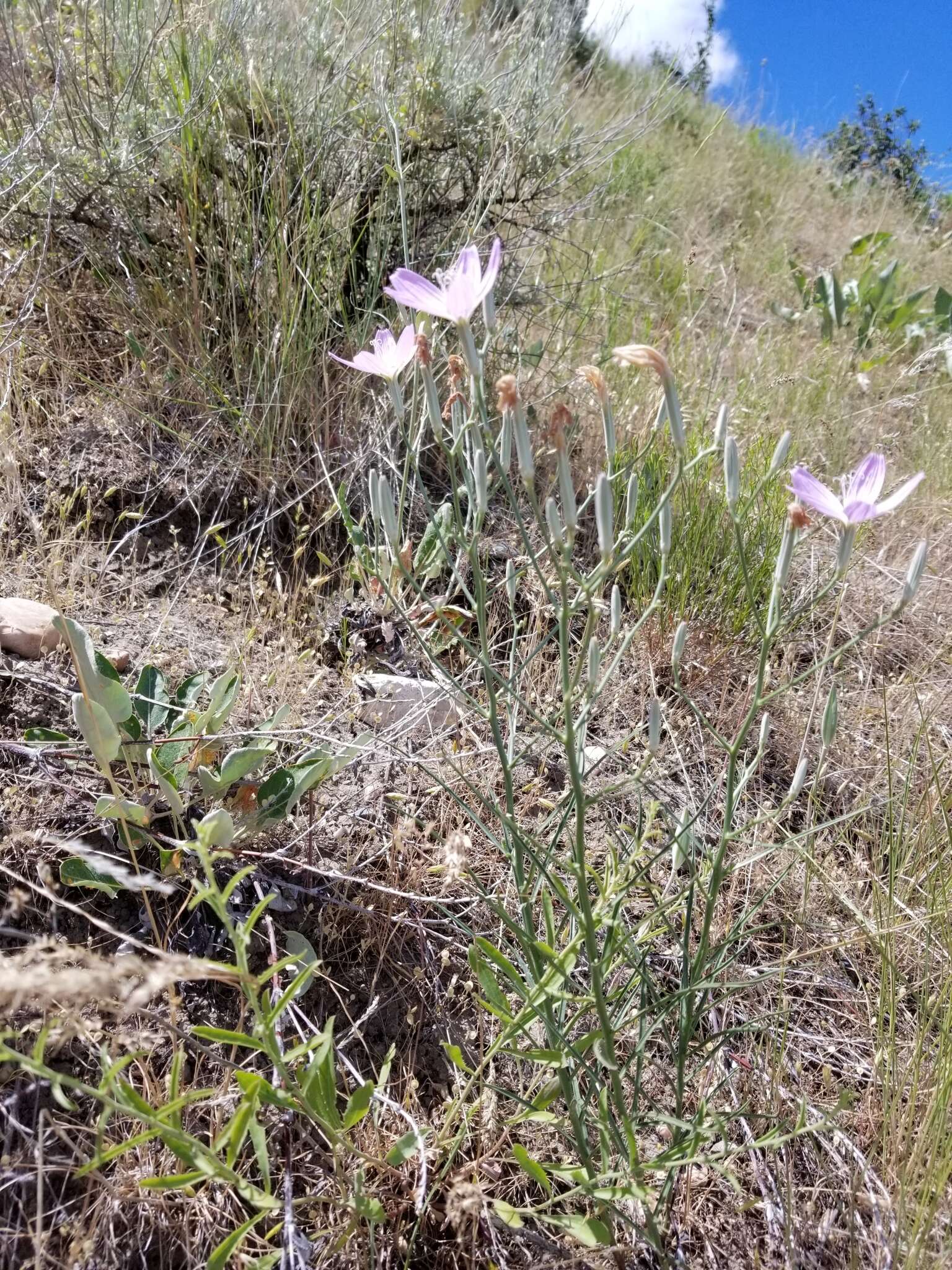 صورة Lygodesmia grandiflora (Nutt.) Torr. & A. Gray