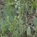 Image of Artemisia splendens Willd.