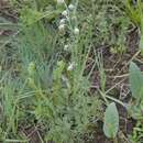 Plancia ëd Artemisia splendens Willd.