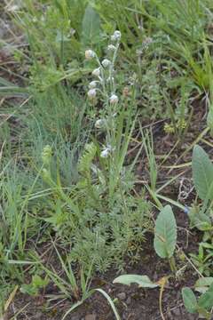 Image of Artemisia splendens Willd.