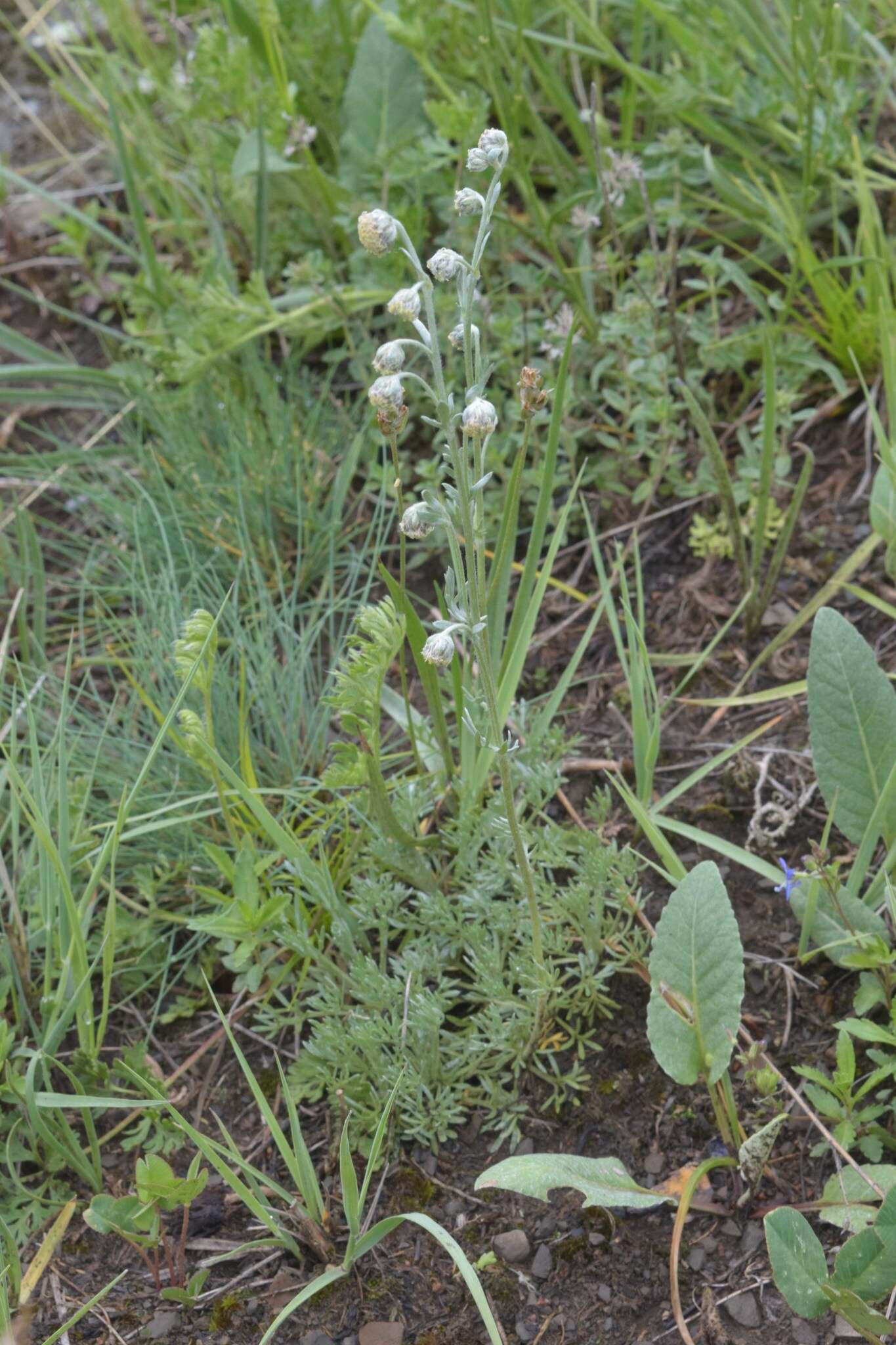 Image de Artemisia splendens Willd.