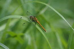 Image of Sympetrum parvulum (Bartenev 1912)