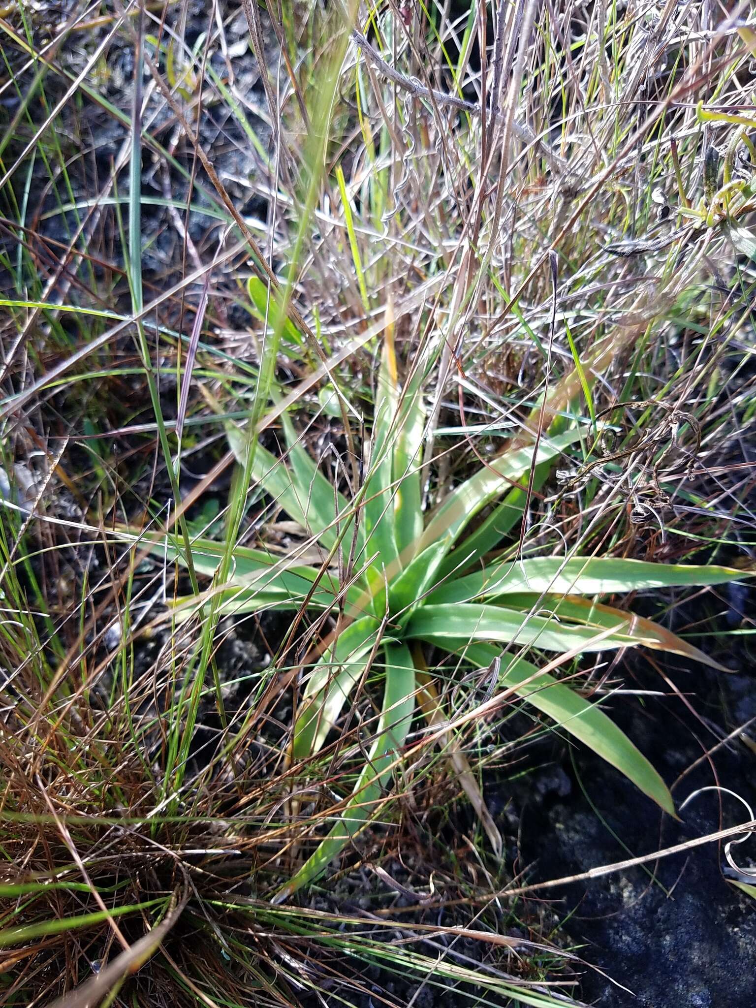 Слика од Aletris bracteata Northr.