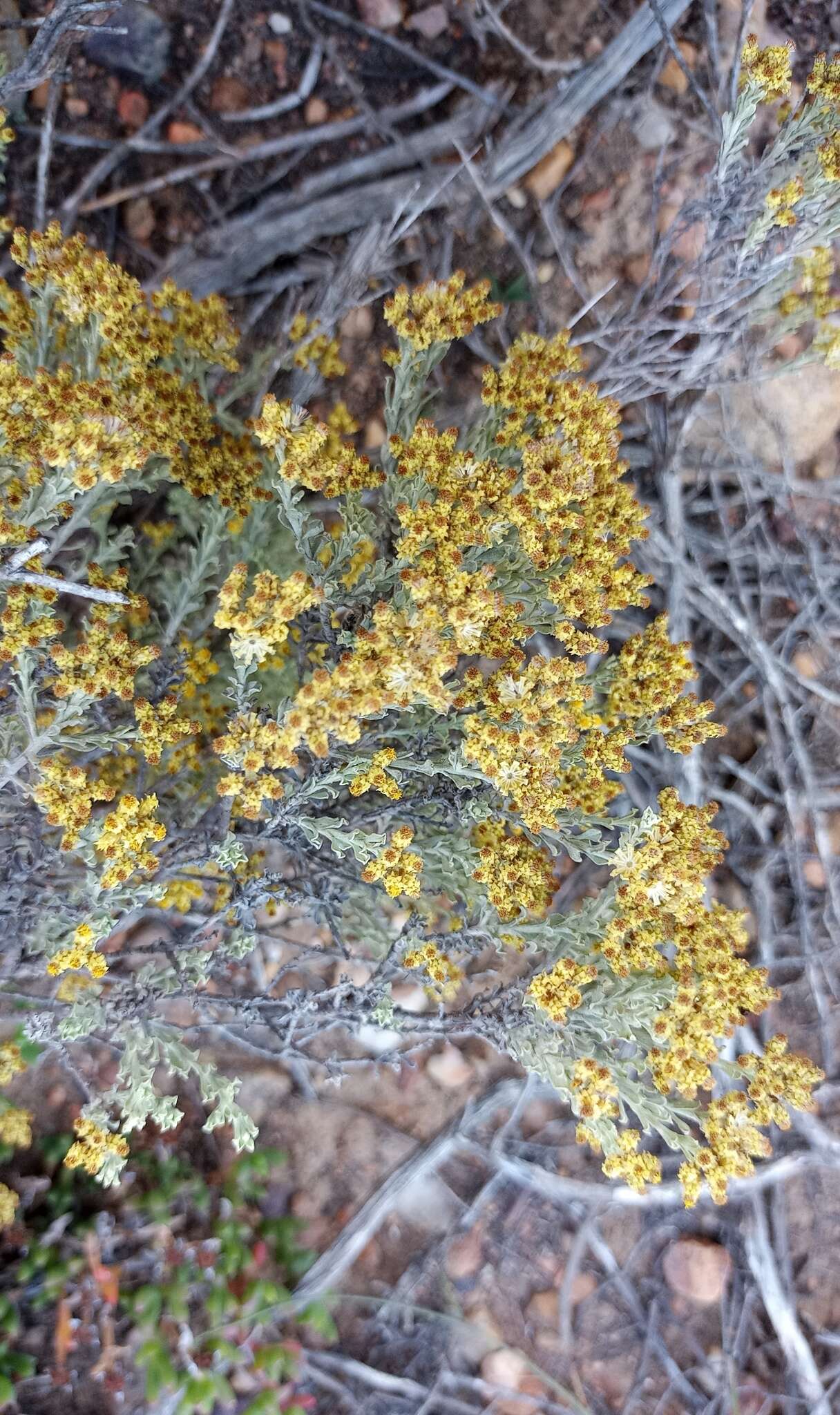 Image of Helichrysum excisum (Thunb.) Less.